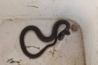 Zamenis longissimus