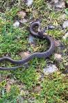Zamenis longissimus