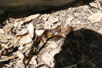 Zamenis longissimus