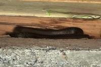 Zamenis longissimus