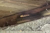 Zamenis longissimus