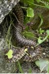 Zamenis longissimus