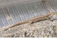 Podarcis muralis