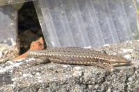 Podarcis muralis