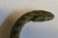 Natrix maura