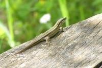 Podarcis muralis