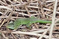 Lacerta bilineata