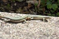 Podarcis muralis