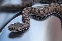 Vipera aspis