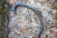 Anguis fragilis