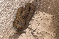 Vipera aspis