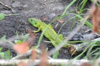 Lacerta bilineata