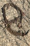 Vipera aspis
