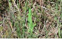 Lacerta bilineata