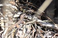 Podarcis muralis