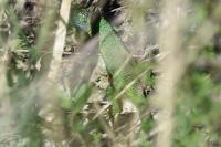 Lacerta bilineata