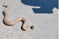 Vipera aspis