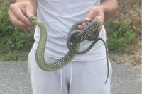 Hierophis viridiflavus