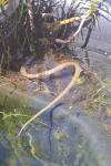 Natrix helvetica