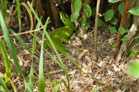 Lacerta bilineata