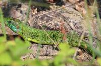 Lacerta bilineata