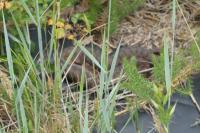 Vipera aspis