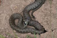 Natrix helvetica