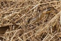 Zamenis longissimus