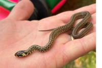 Zamenis longissimus