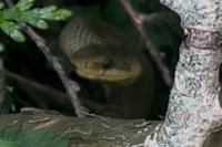 Zamenis longissimus
