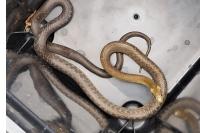 Zamenis longissimus
