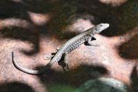 Podarcis muralis
