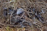 Vipera aspis