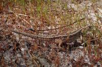 Lacerta agilis
