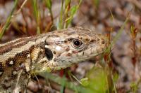 Lacerta agilis