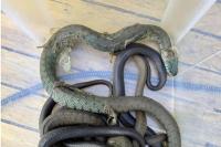Natrix helvetica