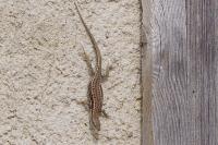 Podarcis muralis