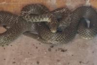 Hierophis viridiflavus