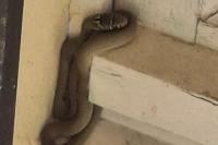 Hierophis viridiflavus