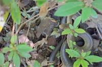 Zamenis longissimus