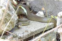 Hierophis viridiflavus