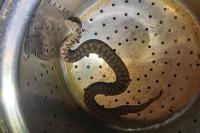 Vipera aspis