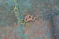 Hierophis viridiflavus