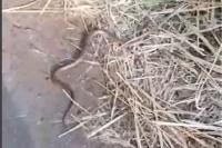 Zamenis longissimus