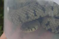 Natrix helvetica