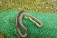Zamenis longissimus