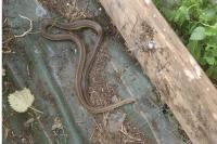 Zamenis longissimus
