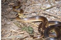 Zamenis longissimus