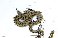 Vipera aspis