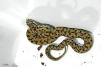 Vipera aspis